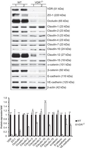 Figure 1. Alterations in tight and adherens junction proteins detected by Western blot TJ and AJ proteins such as ZO-1, occludin, claudin-2, claudin-4, claudin-12, β-catenin and VE-cadherin were significantly decreased in VDR-/- mice, but claudin-10 showed higher protein levels in VDR-/- mouse lung tissues than in WT mouse lung tissues (n = 3–5; * P < 0.05; ** P < 0.01).