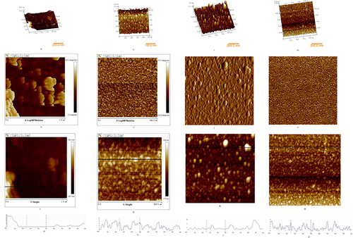 Figure 6 Three-dimensional topography, deflection image, AFM topography, and height line profile of E. coli biofilm. (A) 3-D topography of biofilm without A7G, (B) deflection image of biofilm without A7G, (C) AFM topography of biofilm without A7G, (D) height profile of biofilm without A7G, (E) 3-D topography of biofilm treated by A7G at 1/10 MIC, (F) deflection image of biofilm treated by A7G at 1/10 MIC, (G) AFM topography of biofilm treated by A7G at 1/10 MIC, (H) height profile of biofilm treated by A7G at 1/10 MIC, (I) 3-D topography of biofilm treated by A7G at 1/5 MIC, (J) deflection image of biofilm treated by A7G at 1/5 MIC, (K) AFM topography of biofilm treated by A7G at 1/5 MIC, (L) height profile of biofilm treated by A7G at 1/5 MIC, (M) 3-D topography of biofilm treated by A7G at 1/2 MIC, (N) deflection image of biofilm treated by A7G at 1/2 MIC, (O) AFM topography of biofilm treated by A7G at 1/2 MIC, (P) height profile of biofilm treated by A7G at 1/2 MIC. All the images show an area of 1×1 μm2.
