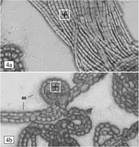 Fig 4. Light microscope images of Aphanizomenon flos-aquae and Anabaena flos-aquae from an air-dried sample of mixed phytoplankton (5-m depth), viewed without mounting medium or coverslip. (a) Bundle of filaments of Aphanizomenon, with Anabaena in bottom left corner. Thickness of monolayer (mean cellwidth): 2.5 µm. (b) Part of a colony of Anabaena. Filaments are surrounded by a thick surface coat of dried mucilage (m). Thickness of monolayer (mean cell width): 4.9 µm. In each image, the size and position of the probe area (region of analysis) is indicated by the 10 × 10 µm white square.
