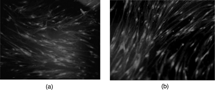 Figure 2 Immunofluoresence staining of induced MSCs (100 ×). A: GFAP as primary antibody; B: S100 as primary antibody; (Olympus XI 70, Japan).