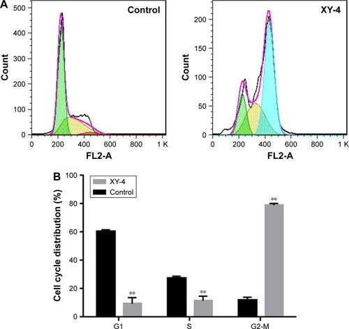 Figure 7 Inhibition of cell cycle progression by XY-4 on B16 cells. (A) cell cycle distribution of XY-4 treated cells and control group by flow cytometry; (B) statistical analysis of cycle distribution in G1, S and G2/M phase based on flow cytometry results. Cell cycle of XY-4 treated cell was obviously distributed from G1 and S phase into G2/M phase, (**p<0.05).