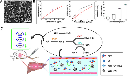 Figure 6 Other transition metal-based nanozymes for ALI alleviation. (A) FESEM image of WS2-PVP nanoflowers. (B) CAT-like activity, SOD-like activity and GPx-like activity of WS2-PVP nanoflowers. (C) Schematic diagram of ALI treatment with WS2-PVP nanoflowers. Reprinted from J Colloid Interf Sci, 625, Xu H, Zhang ZR, Zhang LY, et al. Tungsten disulfide nanoflowers with multi-nanoenzyme activities for the treatment of acute liver injury. 544–554, Copyright 2022, with permission from Elsevier.Citation63