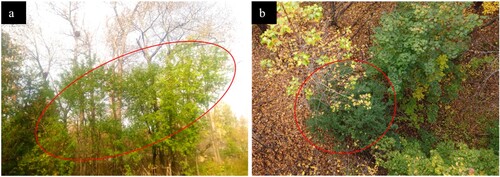 Figure 2. (a) Field (20 October 2021) and (b) drone (15 October 2021) photos of Buckthorns (red circle) understory. Source: Centre d’enseignement et de recherche en foresterie.