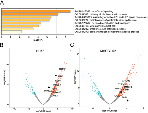 Figure 2 (A) GO and KEGG pathway analysis of increased genes after lenvatinib treatment. (B and C) Volcano plot showing differential expressed genes between lenvatinib-treated and untreated Huh7 cells and MHCC-97h cells. The TLR3 and TLR4 was listed in arrow heads.