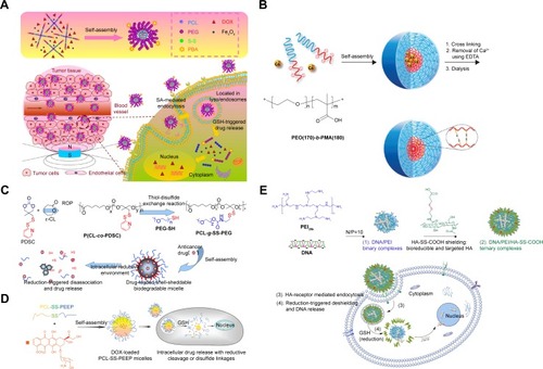 Figure 6 Redox-responsive nanomicelles containing disulfide bonds.Notes: (A) Star-shaped magnetic nanomicelles were self-assembled with four-arm PEG-PCL containing disulfide bonds. Reprinted from Acta Biomater, 42, Tang Z, Zhang L, Wang Y, Li D, Zhong Z, Zhou S, Redox-responsive star-shaped magnetic micelles with active-targeted and magnetic-guided functions for cancer therapy, 232–246, Copyright (2016), with permission from Elsevier.Citation101 Copyright (2016) Elsevier BV. (B) Novel ionic polymer PEO-b-PMA and Ca2+ were treated as core templates, while disulfide bonds treated as ionic shells with cystamine being a degradable crosslinker. Reprinted with permission from Kim JO, Sahay G, Kabanov AV, Bronich TK. Polymeric micelles with ionic cores containing biodegradable cross-links for delivery of chemotherapeutic agents. Biomacromolecules. 2010;11(4):919–926.Citation106 Copyright (2010) American Chemical Society; (C) PDS-functionalized PDSC monomers could be polymerized by ring-opening copolymerization to synthesize functional PCL chains with PDS chemical groups to form PCL-g-SS-PEG micelles that were stable in a physiological environment but aggregated under redox responsive conditions and released DOX into HeLa cell nucleus. Reprinted with permission from Chen W, Zou Y, Jia J, et al. Functional Poly(ε-caprolactone)s via Copolymerization of ε-Caprolactone and Pyridyl Disulfide-Containing Cyclic Carbonate: Controlled Synthesis and Facile Access to Reduction-Sensitive Biodegradable Graft Copolymer Micelles. Macromolecules. 2013;46(3):699–707.Citation107 Copyright (2013) American Chemical Society. (D) A biodegradable PCL-SS-PEEP with disulfide bonds was synthesized to be triggered by GSH, resulting in enhanced DOX delivering efficiency and growth suppression in A549 cell lines. Reprinted with permission from Tang LY, Wang YC, Li Y, du JZ, Wang J. Shell-detachable micelles based on disulfide-linked block copolymer as potential carrier for intracellular drug delivery. Bioconjugate Chem. 2009;20(6):1095–1099.Citation108 Copyright (2009) American Chemical Society. (E) HA-SS-COOH could form DNA/PEI ternarypolyplexes, showed 14-fold higher transfection efficiency and stability than nude nucleic acid. Reprinted from Biomaterials, 34(4), He Y, Cheng G, Xie L, Nie Y, He B, Gu Z, Polyethyleneimine/DNA polyplexes with reduction-sensitive hyaluronic acid derivatives shielding for targeted gene delivery, 1235–1245, Copyright (2013), with permission from Elsevier.Citation112Abbreviations: DOX, doxorubicin; GSH, glutathione; PCL, poly(ε-caprolactone); PDS, pyridyl disulfide; PDSC, pyridyl disulfide-functionalized cyclic carbonate; PEG, polyethylene glycol; HA, hyaluronic acid; PEI, polyethylenimine; PEEP, poly(ethyl ethylene phosphate).