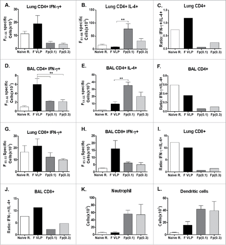 Figure 7. CD4+, CD8+ (T)cells secreting Th1 or Th2 cytokines by intracellular cytokine staining, and airway infiltrating innate immune cells. Lung and BALF cells were collected from prime-boost immunized mice at 5 d after challenge, or subjected to intracellular cytokine staining. (A, B, D, E, G, H) Intracellular cytokine staining of CD4 and CD8 T cells from lungs or. BALF by flow cytometry after in vitro stimulation with CD4 T cell F51−66 epitope and CD8 T cell F85–93 epitope. (C, F, I, J) Ratios of IFN-γ+/IL4+ CD4 or CD8 T cell number averages from intracellular cytokine flow cytometry of lung and BAL samples. (K) Neutrophils (CD11b+Ly6c+F4/80−) and (L) Dendritic Cells (DCs, CD45+CD11c+MHCII+) were analyzed from BALF samples. PBS: Naïve mice with RSV infection. Other groups are vaccinated mice as indicated. The results are presented as averages with standard errors and statistical significance was determined using one-way ANOVA with Tukey's multiple comparison test in GraphPad Prism. ***,p < 0.001, **p < 0.01. Other group labels are the same as described in the Fig. 2.