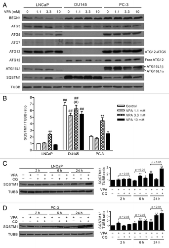 Figure 2. Differential expression profiles of autophagy-related proteins (ATG) in LNCaP, DU145 and PC-3 cells. (A) Cells were treated with indicated concentrations of VPA for 24 h and the expression profiles of ATG proteins were probed with indicated antibodies by western blotting. One experiment, representative of three independent experiments is shown. TUBB was used as a loading control. It is noteworthy that ATG5 proteins, as well as the ATG12–ATG5 conjugates, were absent while SQSTM1 levels were much higher in DU145 cells. (B) Quantitative analysis of SQSTM1 levels in LNCaP, DU145 and PC-3 cells. The relative levels of SQSTM1 were normalized to TUBB and the value of LNCaP control was set as 1.0. **p < 0.01 vs respective control; ##p < 0.01 vs the same dose of VPA-treated LNCaP; #p < 0.05 vs the same dose of VPA-treated PC-3. (C and D) Time-course analysis of SQSTM1 levels in LNCaP (C) and PC-3 (D) cells treated with 3.3 mM VPA and/or chloroquine (CQ) by western blotting. The relative levels of SQSTM1 were normalized to TUBB and the value of respective control (VPA–/CQ–) was set as 1.0. *p < 0.05; **p < 0.01 vs respective control.