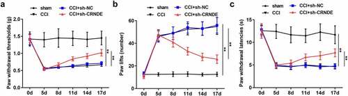 Figure 2. Depletion of CRNDE contributed to the amelioration of NP in CCI rats. (a) The effects of CRNDE knockdown on the mechanical allodynia in CCI rats were determined by PWT. (b-c) The effects of sh-CRNDE on the thermal hypersensitivity in CCI rats were assessed by the number of paw lift and PWL. **P < 0.01