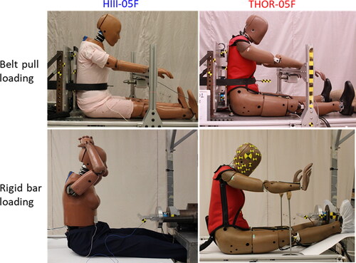 Figure 1. Pretest positioning of ATDs on the belt pull and rigid bar loading setups.