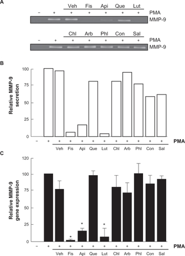 Figure 3 Flavonoids inhibition of carcinogen-induced MMP-9 gene expression and protein secretion. HBMEC were serum-starved in the presence of various flavonoids (30 μM) in combination with vehicle or 1 μM PMA for 18 hours. A) Conditioned media were then harvested and gelatin zymography was performed in order to detect PMA-induced proMMP-9 and hydrolytic activity as described in the Materials and Methods section. B) Scanning densitometry was used to quantify the extent of proMMP-9 gelatinolytic activity in treated cells. Data shown is representative of two independent experiments. C) Total RNA isolation and quantitative reverse transcription-polymerase chain reaction were performed as described in the Materials and Methods section to assess MMP-9 gene expression in the above-described conditions. Data are representative of three independent qPCR experiments.