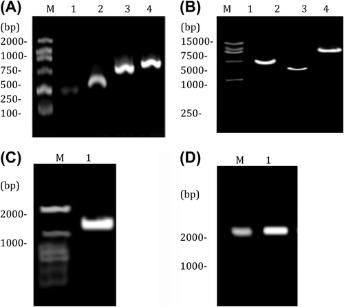 Figure 1. Construction of pMSCV-Ins-EGFP. (A) PCR fragments; 1: ivs (230 bp); 2: Ins (333 bp); 3: IRES (656 bp); 4: EGFP (754 bp); (B) identification results of EcoR I/Bgl II double digestion; 1: Ins-IRES- EGFP; 2: IRES-EGFP; 3: linear MSCV fragment (6.6 kb); (C) IRES-EGFP after digestion; (D) Ins-IRES-EGFP fragment after digestion.