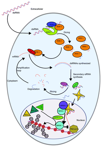 Figure 1. RNAi and nuclear RNAi pathways in somatic cells. Exogenous dsRNAs enter the cytoplasm and are cleaved by DCR-1 to produce primary siRNAs that are targeted to cognate mRNA by the Argonaute protein RDE-1. Secondary siRNAs are synthesized by the RNA-dependent RNA polymerase RRF-1 using the targeted mRNA as a template. Secondary siRNAs bind to a group of Argonaute proteins including SAGO-1 and SAGO-2 and target mRNAs for degradation resulting in posttranscriptional gene silencing. Secondary siRNA can also bind NRDE-3 and translocate into the nucleus. If the secondary siRNAs bound to NRDE-3 are complementary to a nascent mRNA transcript, they will result in transcriptional gene silencing promoted by the NRDE machinery and mediated by histone 3 lysine 9 methylation.