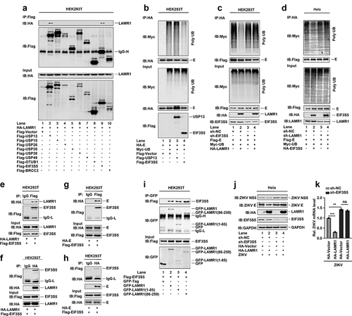 Figure 5. LAMR1 recruits EIF3S5 to deubiquitinate ZIKV E protein. (a) HEK293T cells were co-transfected with pHA-LAMR1 and pFlag-USP13, pFlag-USP15, pFlag-USP26, pFlag-USP30, pFlag-USP38, pFlag-USP49, pFlag-OTUB1, pFlag-EIF3S5, or pFlag-BRCC3. Lysates were prepared and used for IP with an anti-Flag antibody and analyzed by SDS-PAGE. (b) HEK293T cells were co-transfected with pHA-E, pMyc-UB, pFlag-USP13, and pFlag-EIF3S5. Lysates were prepared and used for IP with an anti-HA antibody and then analyzed by SDS-PAGE. (c) EIF3S5-knockdown HEK293T cells and control cells were co-transfected with pFlag-E, pMyc-UB, and pHA-LAMR1. Lysates were prepared and used for IP with an anti-Flag antibody and then analyzed by SDS-PAGE. (d) LAMR1-knockdown HeLa cells and control cells were co-transfected with pFlag-E, pMyc-UB, and pHA-EIF3S5. Lysates were prepared and used for IP with an anti-Flag antibody and then analyzed by SDS-PAGE. (e, f) HEK293T cells were transfected with plasmids encoding Flag-EIF3S5 and HA-LAMR1. Cell lysates were prepared with lysis buffer and then analyzed by IP with the indicated antibodies. (g, h) HEK293T cells were transfected with plasmids encoding Flag-EIF3S5 and HA-E. Cell lysates were prepared with lysis buffer and then analyzed by IP with indicated antibodies and immunoblotting as described above. (i) HEK293T cells were transfected with plasmids encoding Flag-EIF3S5 and GFP-LAMR1, GFP-LAMR1 (1–85aa), and GFP-LAMR1 (86–259aa). Cell lysates were prepared with lysis buffer and then analyzed by IP with the indicated antibodies. (j, k) HeLa cells stably expressing sh-EIF3S5 or control sh-RNA were generated and analyzed. Cells were transfected with pHA-LAMR1 or empty vector for 16 h, and then infected with ZIKV (MOI = 1) for 48 h. The levels of viral protein and RNA were detected by immunoblotting and qPCR, respectively