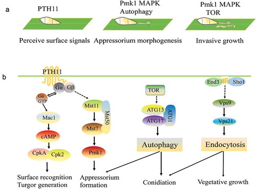 Figure 1. Several signaling pathways involved in appressorium formation and pathogenicity in Magnaporthe oryzae.a. The Pmk1 MAPK and autophagy pathways are involved in different stages of the plant infection process.b. Summary of the detection and transmission of fungal pathogenesis-related proteins to the outside signals. Pth11 can recognize surface signals, such as surface hydrophobicity and hardness, and activate downstream Mst11-Mst7-Pmk1 MAPK and endosomal pathways. These two pathways regulate appressorium formation, penetration, and invasive growth. TOR (Target of rapamycin) recognizes extracellular signals, such as nitrogen, glucose and some environmental stresses, and regulates autophagy by controlling the Atg1-Atg13-Atg17 complex.