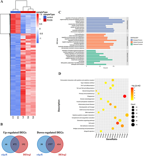 Figure 7 Identification of differentially expressed genes (DEGs) in GCs of PCOS patients vs control groups. (A) The hierarchical cluster heatmaps of DEGs; (B) The Venn diagrams of up-regulated and down-regulated DEGs, respectively; (C) GO function analysis of DEGs; (D) KEGG function analysis of DEGs.