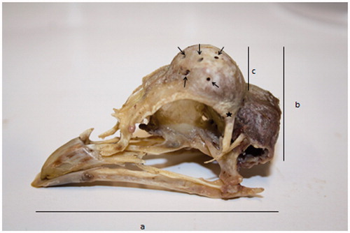 Figure 2. Skull of Padovana camosciata. Measurements: a = skull total length (skull length, comprehensive of the beck length); b = skull total height; c = frontal protuberance height. On the frontal protuberance little holes are indicated (arrows). The star indicates the point from which skull width was measured, from side to side, at eyes level.