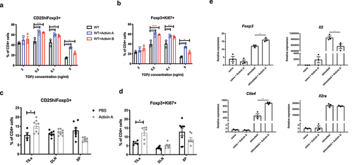 Figure 3. Activins promote the development of induced Tregs (iTregs) in vitro and in vivo. (a-b) naive CD4+ T cells were isolated from WT C57BL/6J mice, and then cultured in vitro with plate-bound anti-CD3, soluble anti-CD28, recombinant IL-2 and the indicated gradient concentrations of TGF-b for 3 days. The percentage of CD25highFoxp3+ (a) and Foxp3+Ki67+ (b) in CD4+ cells were analyzed by flow cytometry. (c-d) WT C57BL/6J mice were inoculated with B16F10 tumors and treated with 50ng per mouse recombinant activin A or PBS every other day for 21 days. TILs and specified organs (draining lymph nodes shown as DLN, spleens shown as SP) were harvested from these mice and analyzed for the frequency of CD25highFoxp3+ (c) and Foxp3+Ki67+ (d) in CD4+ cells by flow cytometry. (e) naive CD4+ T cells were isolated from WT C57BL/6J mice, and then stimulated with plate-bound anti-CD3, soluble anti-CD28, recombinant IL-2 in the absence or presence of recombinant activin A. 36 hours later, RNA was analyzed for the expression of indicated genes using qRT-PCR.