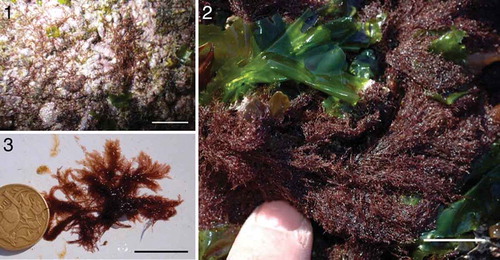 Fig. 1–3. The gross morphology of three genetically verified collections of Vertebrata hendryi (N.L.Gardner) comb. nov. from Haida Gwaii and Prince Rupert, British Columbia corresponding to different varieties. These specimens are 0 to 0.45% different in COI-5P sequence. Fig. 1. A mid intertidal collection matching the described morphology and epiphytic habitat of the type variety (GWS038576). Fig. 2. A low intertidal collection matching the morphology of ‘var. gardneri’ (GWS004980). Fig. 3. A low intertidal collection with lax branching matching the morphology of ‘var. deliquescens’ (GWS031343). Scale bars: Fig. 1 = 1 cm, Fig. 2 = 1.5 cm, Fig. 3 = 2 cm.