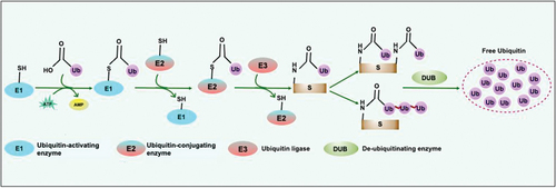 Figure 2. The molecular players of the Ub-conjugation system. Ubiquitination is a three-step enzyme-catalyzed reaction coordinated by E1 or Ub-activating enzyme that catalyzes the ATP and Mg2+ dependent activation of Ub required to form a thioester bond in between catalytic cysteine on the E1 and C terminus glycine of Ub. The transfer of activated Ub from the Ub-conjugating enzyme (E2) to the substrate is mediated by the E3-Ub ligase. The removal and recycling of Ub from substrates are catalyzed by DUBs which maintain the Ub-pool. S, substrate; Ub, ubiquitin; DUB, deubiquitinase.