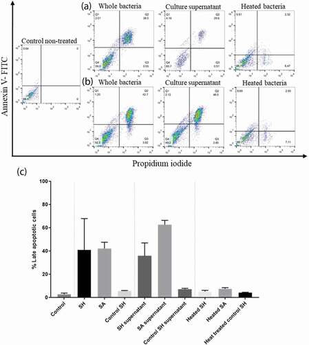 Figure 7. Flow cytometry analysis showing the cytotoxic effect of SH and SA on the PHSF cells. Cells were treated with indicated microbial products and stained after 24 h of incubation with Annexin V and PI. (a) Cells were infected with SH (upper panel), while in (b) cells were infected with SA (lower panel). (c) The mean of the cytotoxic activities of different tested strains on the PHSF cells ± SD. SH, S. haemolyticus; SA,S. aureus.