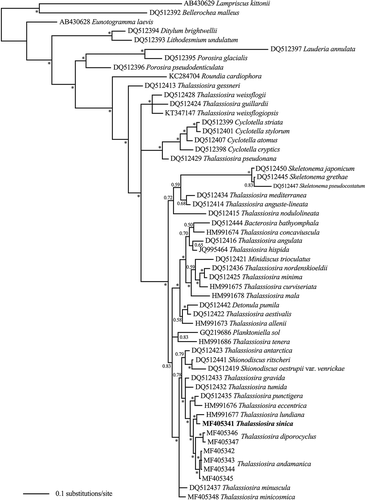 Fig. 21. Phylogenetic tree from Bayesian inference (BI) based on LSU sequences. Lampriscus kittonii makes up the outgroup. Posterior probabilities values are shown and asterisks indicate a value above 0.9. Thalassiosira sinica is shown in bold.