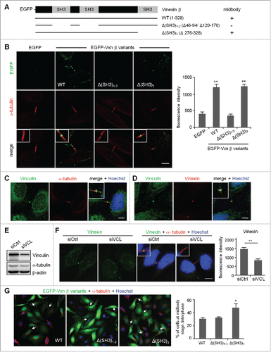 Figure 4. Expression of a SH3 domain-deleted mutant of vinexin increases the population of cells at midbody stage. (A) Illustration of various deletion mutants of vinexin β. (B) Thymidine-arrested cells were transfected with the plasmid expressing EGFP or EGFP-vinexin wild type (WT) or ΔSH3 mutants and then released for 14 h before α-tubulin immunostaining and Hoechst labeling. Quantification of green fluorescence intensity at the midbody stage from 20 cells expressing each EGFP construct. (C, D) Immunostaining of vinculin with (C) α-tubulin or (D) Vinexin at the midbody of HeLa cells. (E) HeLa cells infected with a lentivirus expressing control (siCtrl) or a shRNA against vinculin (siVCL) were harvested for immunoblotting. (F) Thymidine-arrested siCtrl and siVCL cells were released to fresh medium for 12 h, followed by immunostaining of vinexin and α-tubulin. The fluorescence intensity of vinexin at the midbody of HeLa cells was quantified from 20 cells per group. (G) Similar to (B), the images from 3 independent experiments were used to calculate the distribution of cells at the midbody stage and interphase. Arrows denote intercellular bridges. Scales, 10 μm. Data are mean ± SEM. ** P < 0.01, * P < 0.05 by Student t test.