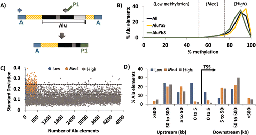 Figure 1. HT-TREBS of AluYa5 and AluYb8 in human fibroblast cells. (A) Primer scheme depicting the enrichment of AluYa5 and AluYb8 sequences using HT-TREBS. Briefly, methylated Ion Torrent “A” adaptors were ligated to sheared and size-selected genomic DNA, and the sample was bisulfite-treated. Ion “A” primers and subfamily-specific primers (with Ion “P1” adaptor on their 5′ ends) amplified fragments containing part of the Alu element (the first monomer and middle A-rich region) along with some flanking genomic sequence. (B) Methylation profile for AluYa5 and AluYb8 elements, binned in increments of 5%, for the 5238 loci sequenced. Loci were subdivided into 3 broad groups roughly corresponding to the inflection points in the graph: Low (0–50%), Medium (50–75%) and High methylation (75-100%). (C) Characterization of loci in terms of variation in methylation level (expressed in standard deviation, SD) for the 3 methylation groups. Dashed horizontal lines represent the thresholds used in the analysis (SD 0.15 and 0.25). Variation in DNA methylation was generally observed to be lower for highly methylated elements compared with those in the medium and low methylation groups. (D) Distance of AluYa5 andYb8 elements to the nearest transcription start site (TSS) based on methylation level. Alu elements with low levels of methylation appeared more likely to be present close to gene promoters compared with those methylated at >50% levels.