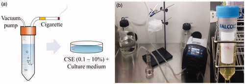 Figure 1. (a) A schematic diagram of CSE extraction and culture medium treatment and (b) a picture of the actual CSE extraction devices and pure CSE solution.