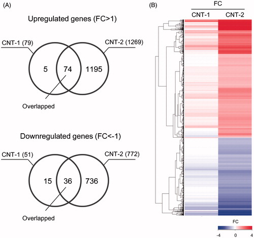 Figure 9. Effects of CNT-1 and CNT-2 on gene expression in NR8383 cells. Venn diagram showing the number of upregulated and downregulated genes in NR8383 cells exposed to CNT-1 or CNT-2 for 24 h (A). Heat map generated from DNA microarray data reflecting differential expression of genes involved in the response to stimulus (GO: 0050896) in NR8383 cells exposed to CNT-1 or CNT-2 for 24 h. Expression levels are colored blue for low intensity and red for high intensity (see scale at the bottom right corner) (B).