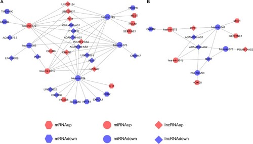 Figure 3 Visualization of initial ceRNA network and validated ceRNA network.Notes: (A) Initial ceRNA network. (B) Validated ceRNA network. Hexagons represent mRNA, circles miRNA, and diamonds lncRNA. Red represents high expression and blue low expression.