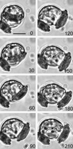 Fig. 20. Location of coccolith secretion. Time-lapse images of a second coccolith secreted by a cell after decalcification. The sequence shows a cell with one previously secreted coccolith. The cell rotated approximately 90° with respect to the first coccolith before secretion of the second coccolith. The second coccolith emerged in a 60 s period (30–90 s) followed by contractile activity that ‘pushes’ the coccolith away from the cell. Formation of the third coccolith can be detected within 60 s of coccolith secretion (indicated by arrow at 150 s). Scale bar: 10 µm.