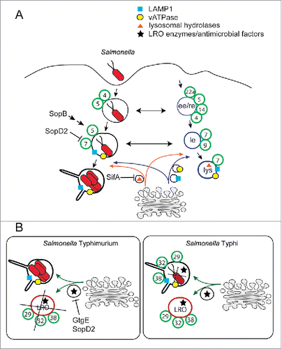 Figure 2. Trafficking model of the Salmonella-containing vacuole. (A) After phagocytosis the Salmonella-containing vacuole (SCV) acquires first early-endocytic features and later most of the lysosomal features. It also acquires sequentially early endocytic Rab GTPases and Rab7 (green circles). However, lysosomal hydrolases are not delivered to the SCV due to a SifA-mediated block of Rab9- and MPR-dependent transport pathway. Broad-host range Salmonella serovars, such as S. Typhimurium, target Rab32 and related Rab GTPases through GtgE and SopD2 and consequently inhibit the delivery of lysosome-related organelle (LRO) enzymes and antimicrobial factors to the LRO and SCV. (B) In contrast to the majority of other Salmonella serovars, the human-adapted S. Typhi does not deliver GtgE and SopD2 and, consequently, succumbs to the Rab32-dependent antimicrobial pathway in mice.