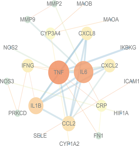 Figure 3 Protein–Protein interaction network. (Matrix metalloproteinase9 (MMP9); 72 kDa type IV collagenase (MMP2); Amine oxidase [flavin-containing] B (MAOB); Amine oxidase [flavin-containing] A (MAOA); Cytochrome P450 3A43 (CYP3A4); Interleukin-8 (CXCL8); Nitric oxide synthase 2 (NOS2); NF-kappa-B essential modulator (IKBKG); Interferon gamma (IFNG); Tumor necrosis factor (TNF); Interleukin-6 (IL6); C-X-C motif chemokine 2 (CXCL2); Nitric oxide synthase 3 (NOS3); Intercellular adhesion molecule 1 (ICAM1); Interleukin-1 beta (IL1B); C-reactive protein (CRP); Protein kinase C delta type (PRKCD); C-C motif chemokine 2 (CCL2); Hypoxia-inducible factor 1-alpha (HIF1A); E-selectin (SELE); Cytochrome P450 1A2 (CYP1A2); Fibronectin (FN1)).