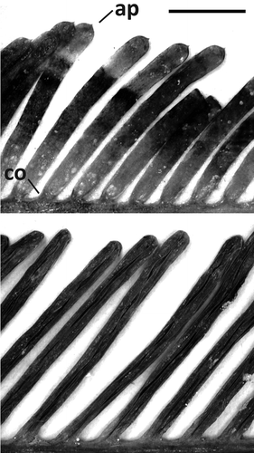 Fig. 11. Assimilator and pinnules comparison for C. floridana W.R. Taylor (WRT329, top) and C. ashmeadii Harvey (TS1824, bottom). Abbreviations: ap: apiculi; co: constrictions. Scale bar: 0.5 cm.