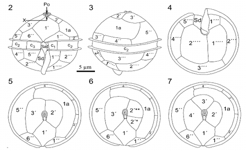 Figs 2 – 7. Line drawings of Oblea rotunda. Fig. 2. Ventral view of cell. Note that sulcal list extends below body of cell. Fig. 3. Dorsal view. Fig. 4. Antapical view. Figs 5, 6, 7. Apical views of cells with 3 (Fig. 5), and 4 apical plates (Figs 6 – 7). Note the division of plate 2′ (Fig. 6) and the different organization of the apical plates of these two specimens (Figs 6 – 7).