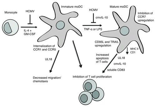 Figure 1. HCMV-infected monocytes fail to differentiate into MoDCs upon cytokine stimulation. HCMV infection of moDCs further impairs the function of these cells, whose maturation is impaired both by HCMV infection and the virally encoded protein cmvIL-10. HCMV infection of moDCs impairs the ability of the DCs to present antigens to T cells and subsequent T-cell proliferation, through mechanisms such as downregulating class II and CD1 expression, inducing apoptosis of T cells via CD95L and TRAIL, and altering cytokine production as well as mechanisms involving release of soluble CD83 and virally encoded UL18 and cmvIL-10. HCMV infection of moDCs also impairs the ability of the DCs to migrate in response to chemokines by causing the cell to internalize CCR1 and CCR5, by inhibiting the switch from CCR5 to CCR7, and by mechanisms involving virally encoded UL18.