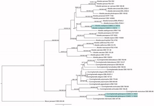 Figure 5. Maximum-likelihood phylogenetic tree of Absidia and Cunninghamella based on ITS and LSU rDNA sequences, with Mucor janssenii as outgroup. Two new species A. ovalispora sp. nov. and C. globospora sp. nov. are in shade. Maximum-parsimony (MP) bootstrap values (≥70%)/maximum-likelihood (ML) bootstrap values (≥70%)/Bayesian Inference (BI) posterior probabilities (≥0.95) of each clade are indicated along branches. Scale bar indicates substitutions per site. “T” indicates the ex-holotype cultures.