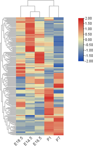 Figure 1. Heatmap shows the relative expression levels of differential genes across different stages of tooth early development (E14.5–P7).