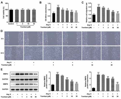 Figure 1. Tranilast inhibited AngII-induced overproliferation and migration of HCF cells. A. CCK-8 assay detected the cell viability after induction with different concentrations of Tranilast. B. CCK-8 assay detected the cell viability of AngII-induced cells after induction with different concentrations of Tranilast. C and D. wound healing detected the migration of cells. E. Western blot detected the expression of MMP2 and MMP9. *P < 0.05, **P < 0.01, ***P < 0.001 vs control; #P < 0.05, ##P < 0.01, ###P < 0.001 vs Ang II