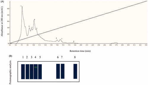 Figure 1. (A) Elution profile from the anion-exchange chromatography column of the supernatant obtained from the ammonium sulfate precipitation. Dot line represents the linear gradient from 0 to 0.5 NaCl; (B) Protonographic analysis carried out on the peaks eluted from the column. The yellow band denotes the hydratase activity due to the native CA purified by the mantles of the Mediterranean mussels, M. galloprovincialis.