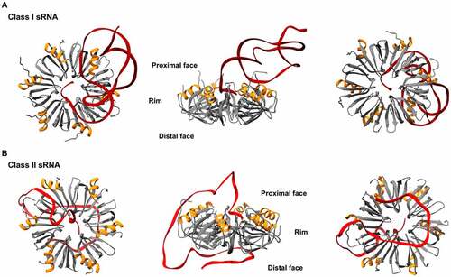 Figure 2. Structures of E. coli Hfq-RNA complexes. The hexameric architecture of Hfq (grey) exposes three RNA binding surfaces: proximal face (characterised by the N-terminal α-helix, shown in orange), rim and distal face. Three views of the Hfq-RNA complexes are shown, with the proximal face (left), the rim (centre), and the distal face (right) of Hfq in the foreground. (A) class I sRNAs interact with Hfq through the proximal face and the rim. Here, the E. coli Hfq-RydC complex is used as a model of this mode of binding (PDB: 4V2S). (B) Class II sRNAs bind to the proximal and distal faces of Hfq. E. coli Hfq-3’ETSleuZ have been isolated from a ternary complex with PNPase to depict this mode of binding (PDB: 7OGM).