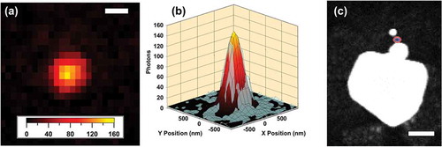 Figure 4. Representation of the NLO super-resolution imaging technique. (a) A SHG image record from a gold nanosphere heterotrimer. Scale bar = 500 nm. (b) Raw SHG data from (a) overlaid with the results from PSF fitting with a 2-D Gaussian. (c) A representative electron microscopy image of a gold nanoparticle heterotrimer overlaid with the localization imaging results as 1-σ (blue) and 2-σ (red) confidence regions. Scale bar represents 100 nm. Adapted with permission from reference 28