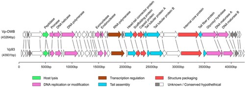 Figure 3. Genome sequencing of phage OWB. Genomic map of phage OWB. Predicted ORFs in the genome of phage OWB (upper panel) and phage VP93 (lower panel) are indicated as arrows. Genes encoding hypothetical proteins are indicated as open arrows, while genes encoding annotated proteins in 6 predicted functional categories are indicated as colored arrows. Each specific function is labeled under the genome map. The scale units are in base pairs.