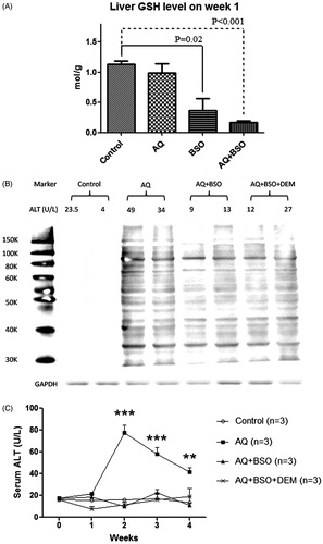 Figure 1. The effects of BSO, DEM and AQ on liver (A) GSH levels, (B) AQ covalent binding and (C) liver injury as determined by serum ALT in C57/BL6 mice after 1 week of treatment. Values shown are means ± SE (n = 4 animals per group). Data were analyzed for statistical significance by a two-way ANOVA. Values are significantly different from the control group; **p < 0.01, ***p < 0.001.