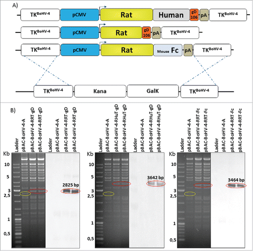 Figure 3. Recombinant BoHV-4 constructs. (A) Diagram (not to scale) illustrating the re-targeting event (i.e., replacement of the Kana/GalK cassette with the CMV-RHuT-gD, CMV-RRT-gD and CMV-RRT-Fc expression cassettes) generated by heat-inducible homologous recombination in SW102 E. coli cells containing pBAC-BoHV-4-A-TK-KanaGalK-TK. (B) Two representative, 2-deoxy-galactose resistant colonies for each recombinant pBAC-BoHV-4 genome, tested by Hind III restriction enzyme analysis and DNA gel blotting performed with a probe targeting the rat HER-2 portion of each chimeric ORF. The 2,650 bp band (circled in yellow) corresponding to the non-retargeted pBAC-BoHV-4-A-TK-KanaGalK-TK control is replaced by 2,825 bp, 3,642 bp and 3,464 bp bands (circled in red) in pBAC-BoHV-4-RRT-gD, pBAC-BoHV-4-RHuT-gD and pBAC-BoHV-4-RRT-Fc, respectively.