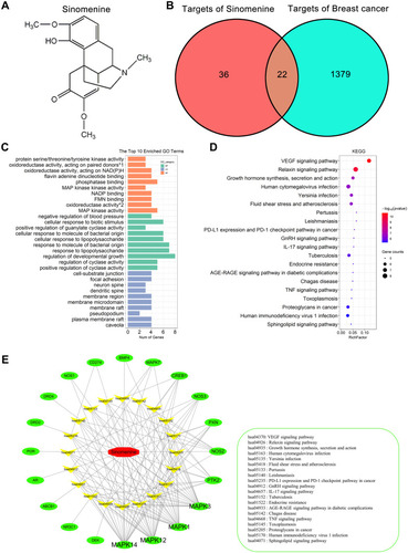 Figure 1 GO and KEGG enrichment analyses on 20 predicted targets. (A) The chemical structure of sinomenine. (B) Venn diagram of predicted 58 targets of sinomenine (left) and 1401 targets of breast cancer (right). Twenty-two common targets (middle) between the targets of sinomenine and the targets of breast cancer were identified as candidate target of sinomenine in the treatment of breast cancer. (C) GO enrichment analysis of the 20 predicted targets of sinomenine in the treatment of breast cancer. The green, blue and orange correspond to biological process annotation, cellular component annotation and molecular function annotation. (*1: oxidoreductase activity, acting on paired donors, with incorporation or reduction of molecular oxygen, NAD(P)H as one donor, and incorporation of one atom of oxygen; *2: oxidoreductase activity, acting on NAD(P)H). (D) KEGG pathway enrichment analysis of the 20 predicted targets of sinomenine in the treatment of breast cancer. The size of dots indicates the number of genes in the KEGG pathways. (E) Sinomenine-target-pathway network. The red, green and yellow dots correspond to sinomenine, predicted targets and pathways.