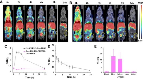 Figure 5 In vivo biodistribution of HA-CHEMS-Cur-TPGS NPs in 4T1-tumor-bearing BALB/c mice. MicroSPECT/CT of (A) 99mTc- HA-CHEMS-Cur-TPGS NPs and (B) injection of free HA 1 h earlier and followed by 99mTc-HA-CHEMS-Cur-TPGS NPs injection at 0, 2, 4, 6, 8 and 24 h post-injection in mice following the i.v. injection. (C) Percentage of tumor accumulation of 99mTc-HA-CHEMS-Cur-TPGS NPs after intravenous injection. (D) Blood circulation of 99mTc-HA-CHEMS-Cur-TPGS NPs at 24 h post-injection. (E) Biodistribution of major organs measured by γ-counter at 24 h post-injection.