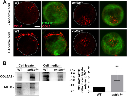 Figure 2. Intracellular COL6 accumulation in col6a1−⁄− Mks. (A) Confocal microscopy immunofluorescence of WT and col6a1−⁄− Mks stained with a polyclonal antibody for COL6 (AS72, red) and with a monoclonal antibody for ITGA2B/CD41 (green). Where indicated, Mks were grown for 48 h in the presence of 50 μg/mL ascorbic acid. Scale bar: 10 μm. (B) Western blotting for the COL6A2/α2(VI) chain in cell lysates and cell culture media of WT and col6a1−⁄− Mks cultured for 48 h in the presence of 50 μg/mL ascorbic acid. ACTB/β-actin was used as a loading control. The right panel shows densitometric quantification, normalized on ACTB. Values for WT Mks were arbitrarily set to 1. Data are expressed as mean ± Standard Deviation (SD) (n = 4). **, P < 0.01. a.u., arbitrary units.