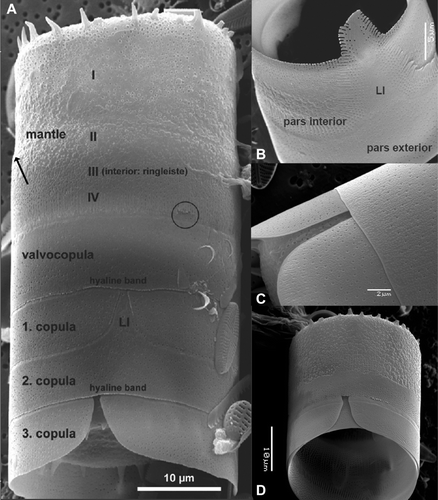 Figure 5  Scanning electron micrographs of the girdle structure of Cavernosa kapitiana from Ile de la Possession. A, Entire mantle and girdle structure with the typical zonation. The different parts of the mantle and the girdle are indicated. The area in the black circle shows the structure of the valvocopula under the mantle. B, Detail of the valvocopula with the fimbriate pars interior and the pars exterior. C, Slit of a copula in which the ligula of the following abvalvar copula fits. D, Interior view of the girdle. Scale bars, 10 μm.