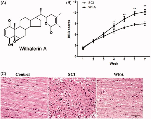 Figure 1. WFA treatment improved neurobehavioral function in mice. (A) Structure of WFA. Determination of BBB scores (B) and histological alterations (C) in SCI mice treated with saline or WFA (10 mg/kg). *p < 0.05, **p < 0.01, compared with SCI mice.